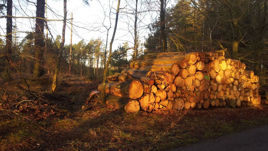 Lilleheden Klitplantage