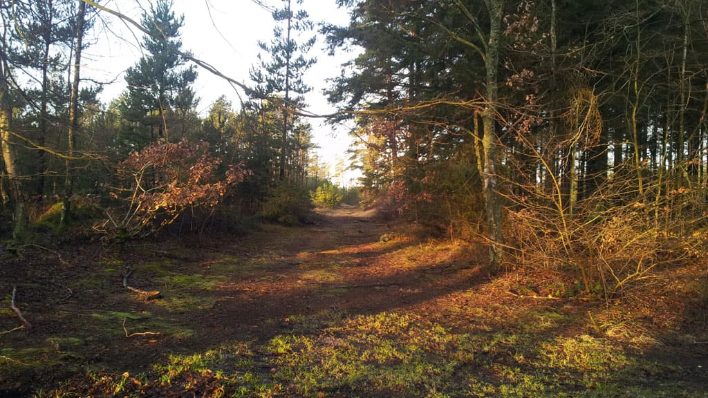 Lilleheden Klitplantage