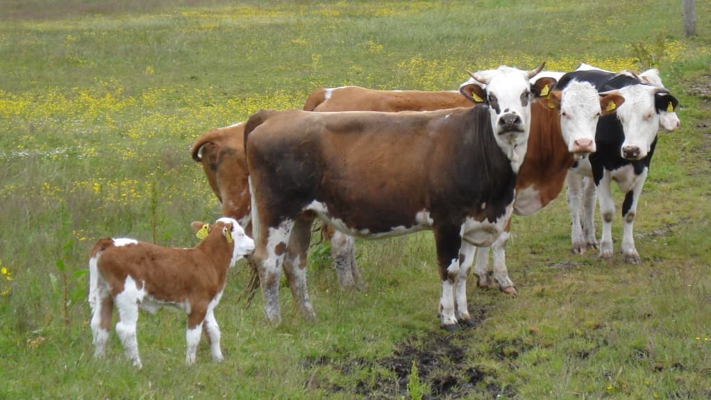 Enggård Bed & Breakfast