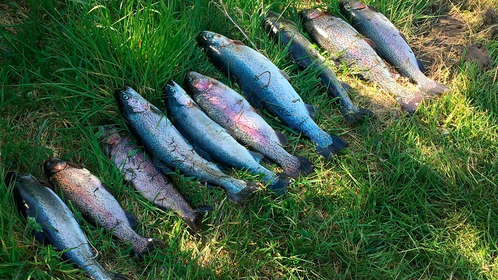 Tollundgaard Put and Take