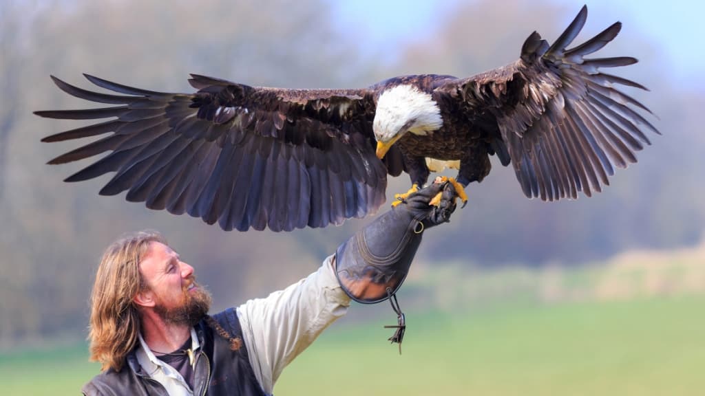 Silkeborg Rovfugleshow - falkoner med hvidhovedet havørn