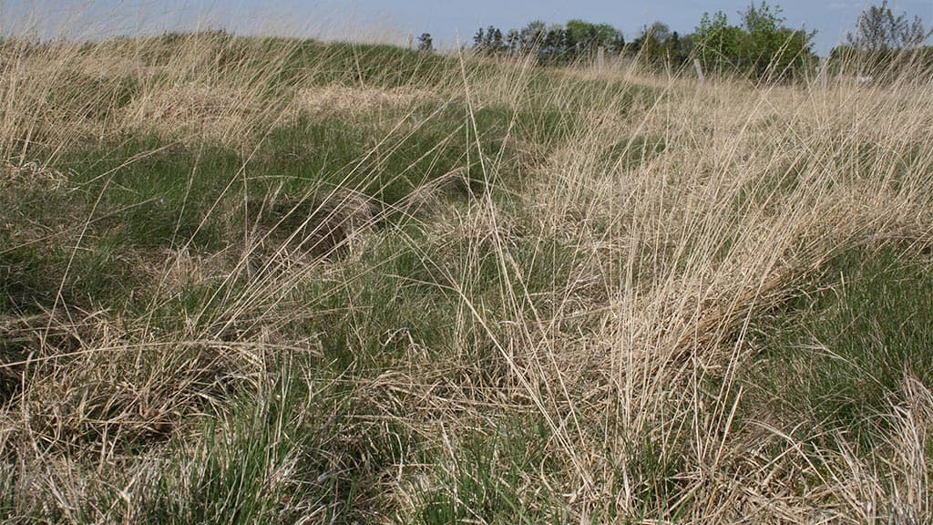 Fredet Hærvej, Bække