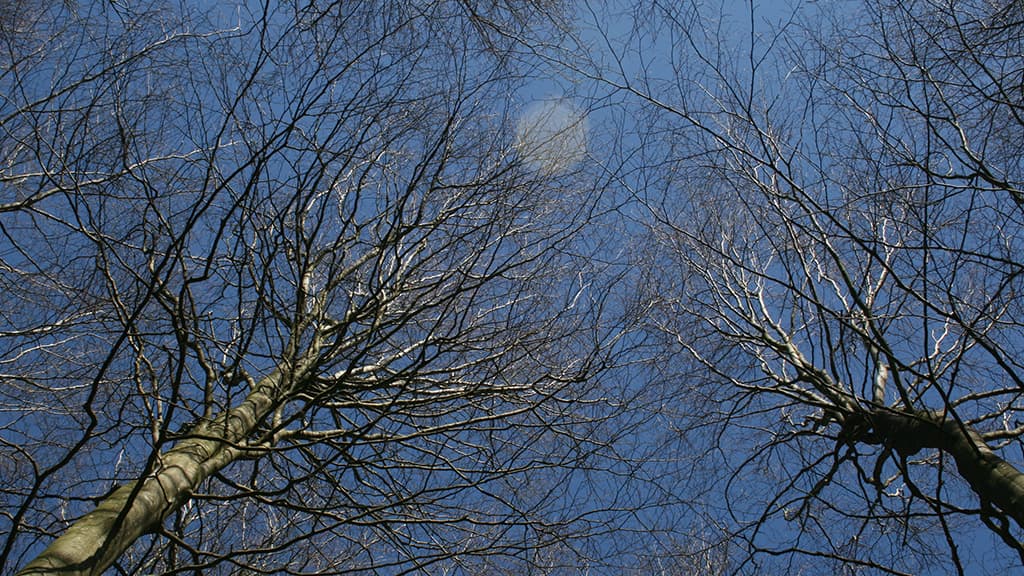 "Opsigten" fra Lenticula til verdensrummet