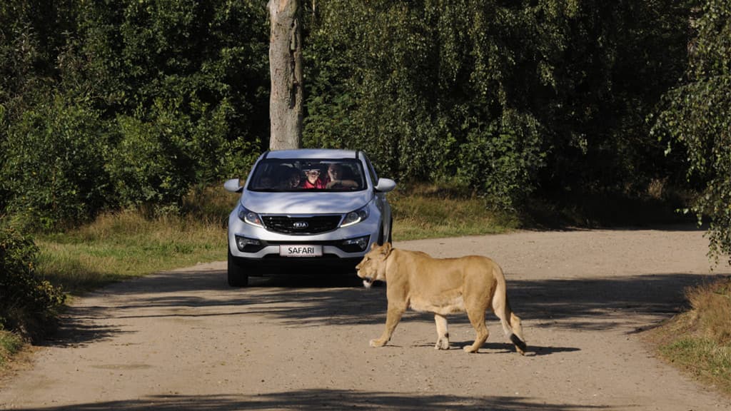 Die wilden Löwen kommen im GIVSKUD ZOO ganz nah an das Auto heran.