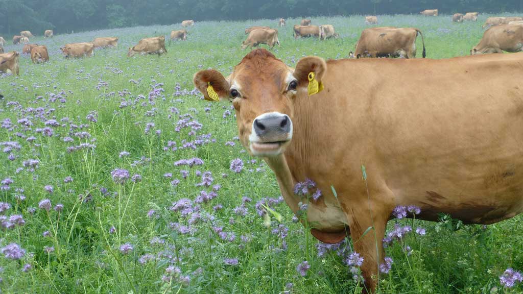 Gyvelborg Øko-camping & Gårdbutik