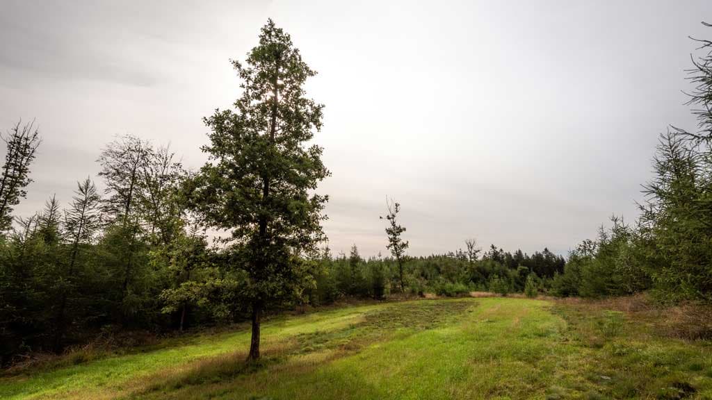 Studefold syd for Nr. Snede