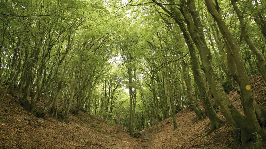 National Park Rebild Bakker and Rold Skov