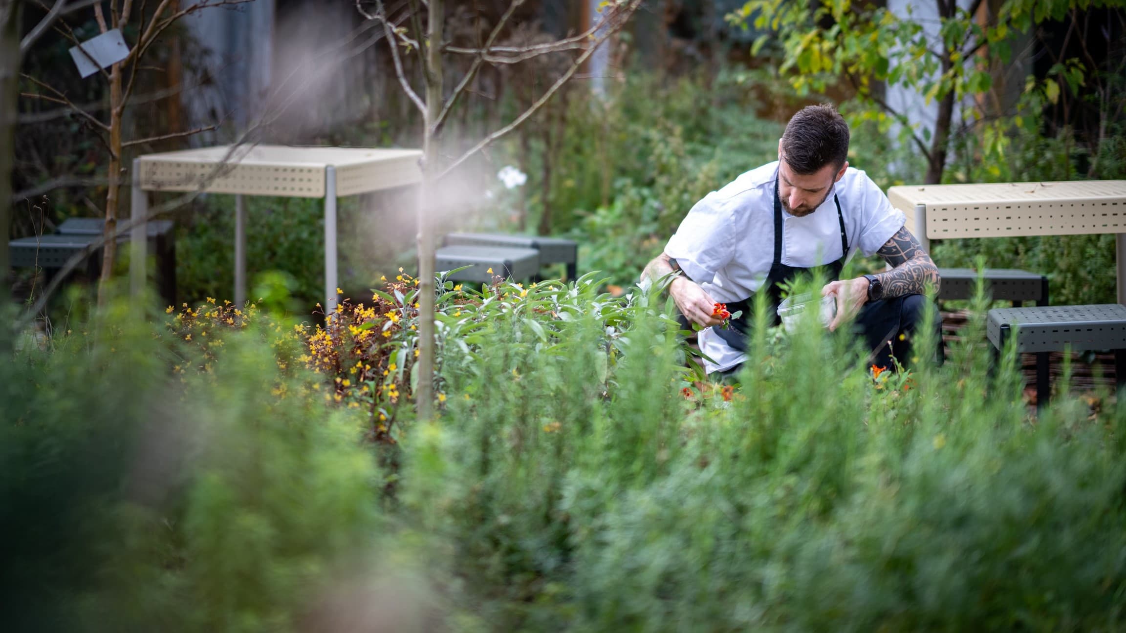 Kok der samler krydderurter