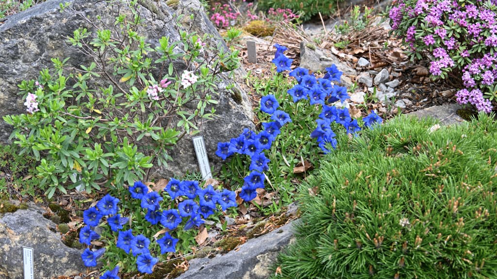 Spaltebed - Bangsbo Botaniske Have