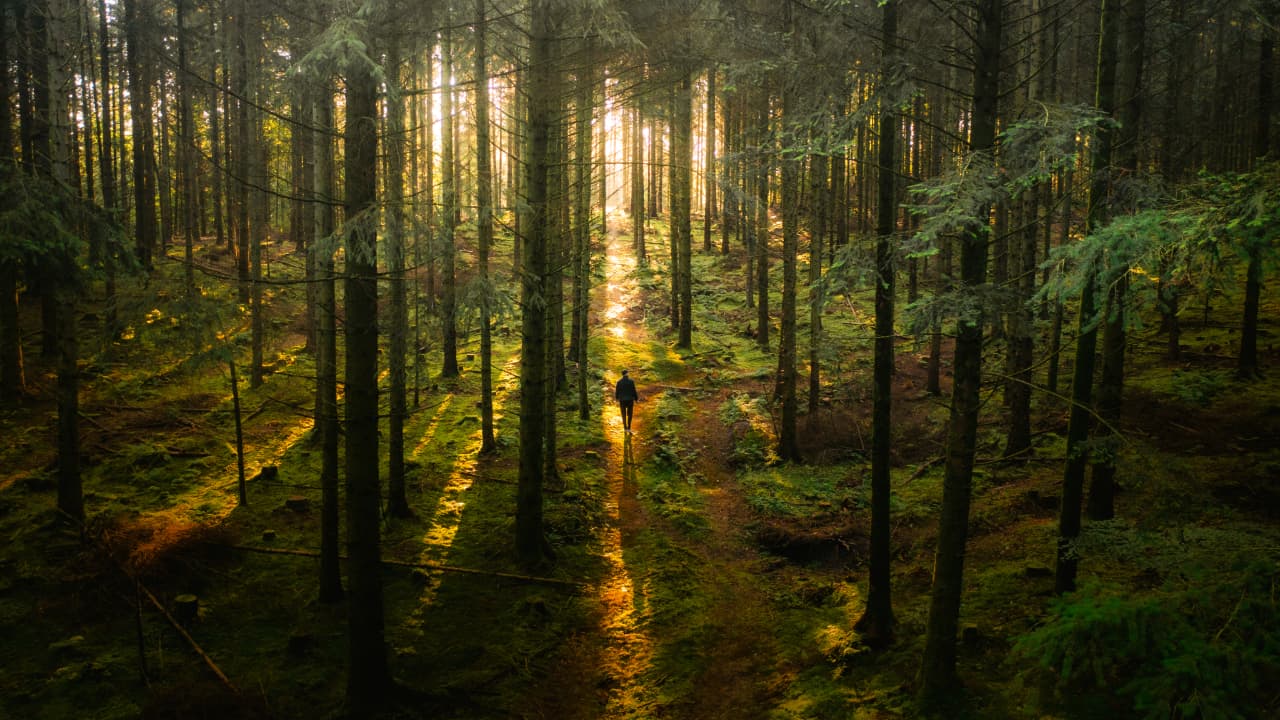 Dronninglund Storskov