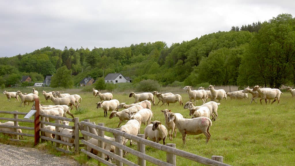 Halkær Å, Lejrplads