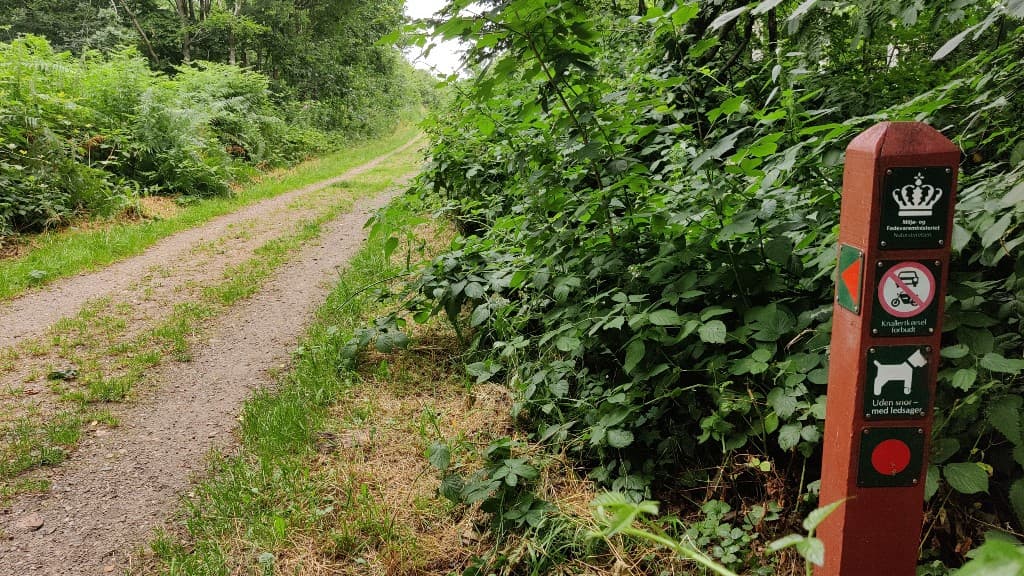 Kiskelund Plantage Hundeskov